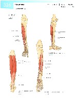 Sobotta  Atlas of Human Anatomy  Trunk, Viscera,Lower Limb Volume2 2006, page 333